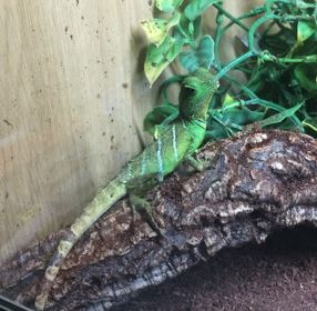 Water Dragon