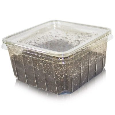 Springtails Pre-Pack