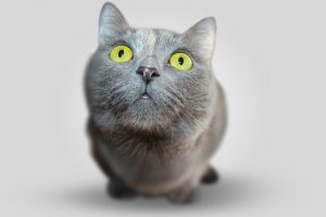 Catit Design Senses