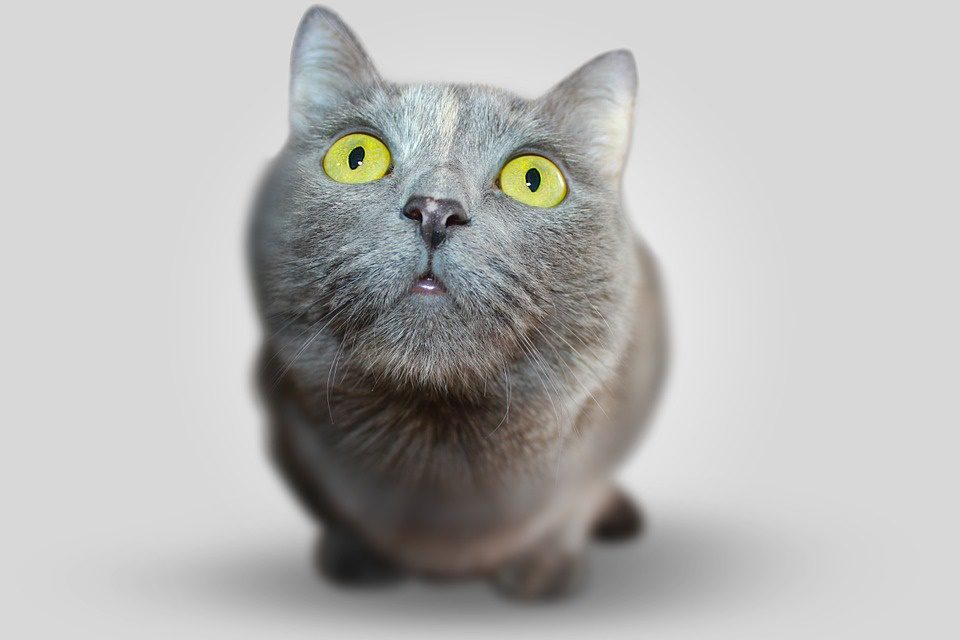 Catit Design Senses
