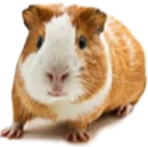 Keep pets cool this season