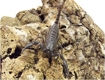 The Asian Jungle Scorpion "Heterometrus cyaneus"