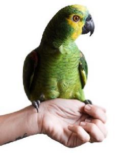 Hand Taming Birds