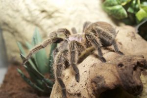 Chilean Rose Tarantula