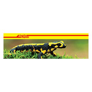 Are salamanders toxic?