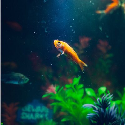 Introducing new fish into your aquarium