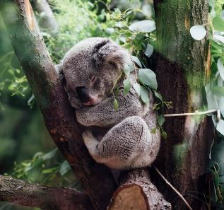 Top 10 Cutest Animals