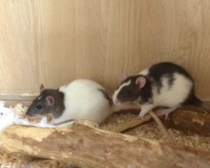 Rat Care Guide