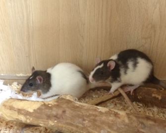 Rat Care Guide