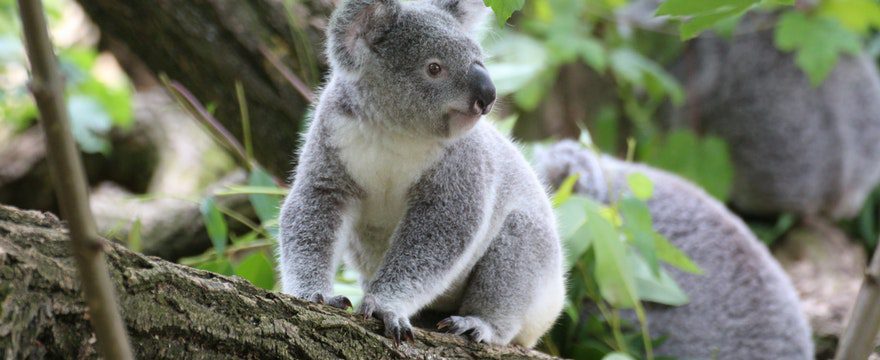 cute koala