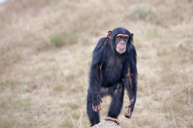 cute chimpanzee