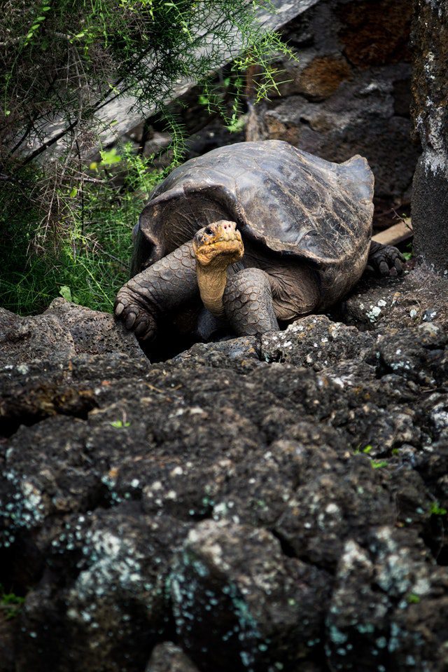 cute tortoise