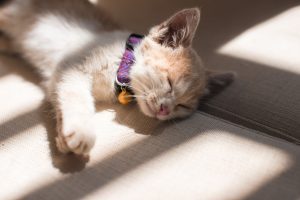 National Pet Show Kitten