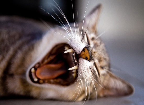 Cat Care