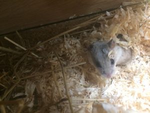 National Pet Month Hamster