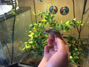 National Pet Month Chameleon
