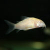 Albino Corydora Fish