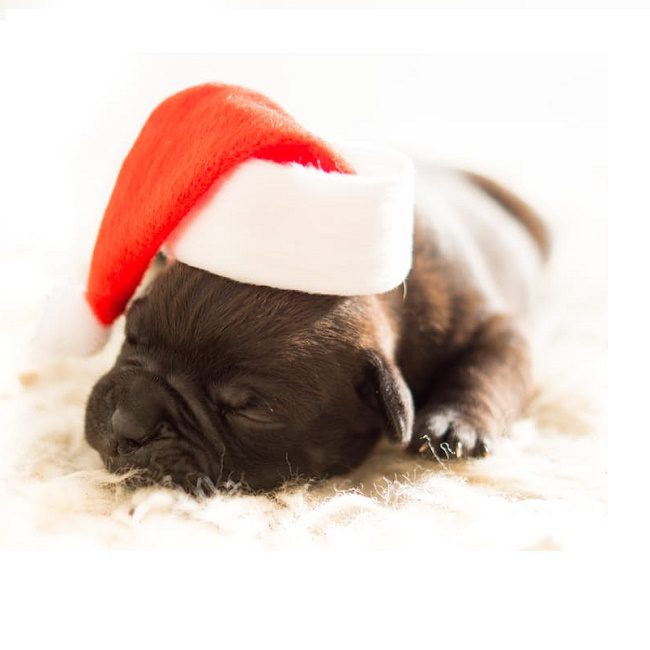 Holiday Hazards for Your Pets