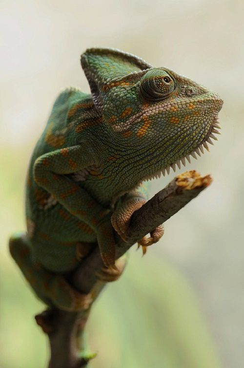 Reptiles - Things you may not know