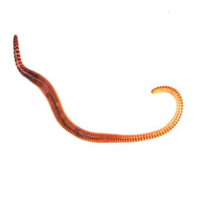 Small Earthworms - Livefood