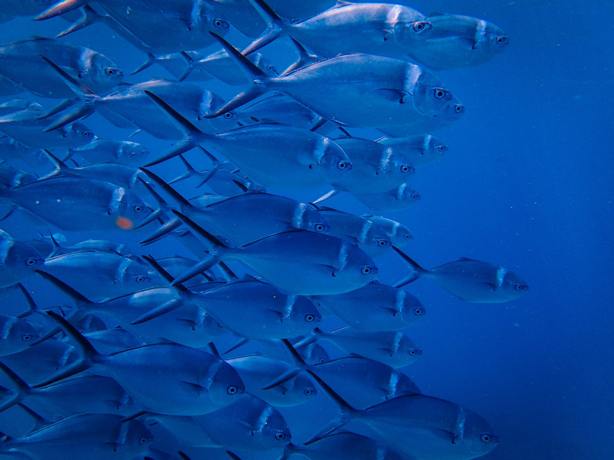 a lot of fish