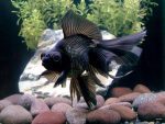 Large Black Goldfish