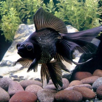 Large Black Goldfish