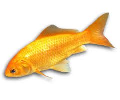 Large Canary Goldfish