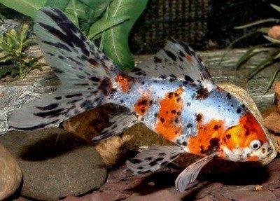 Large Shubunkin Goldfish