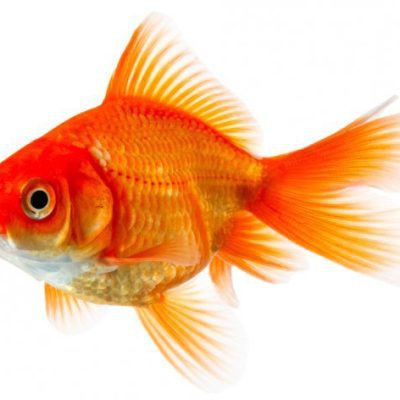 Goldfish (1-2")