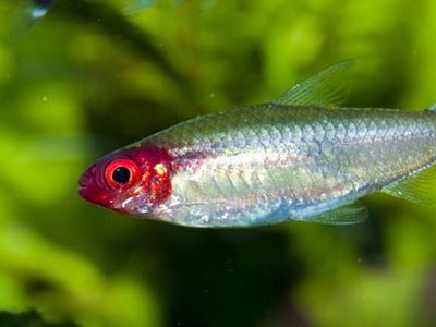 rummy red nose tetra