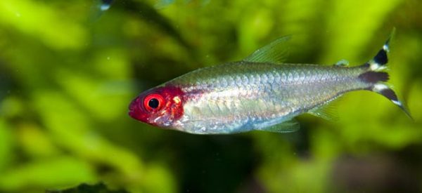 rummy red nose tetra
