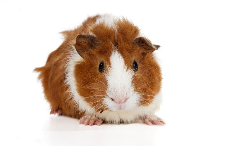 Small Animals