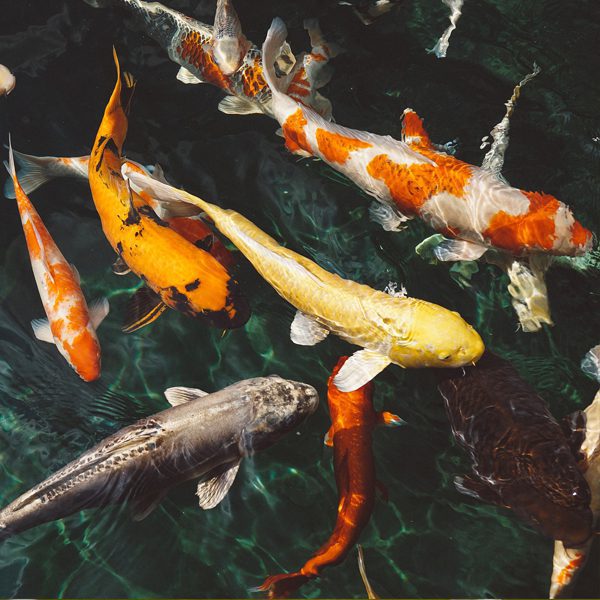 Pond fish: Now available in store