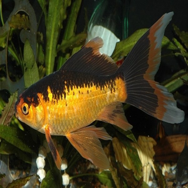 Yellow & Black Goldfish Huggle Pets In Store Collection