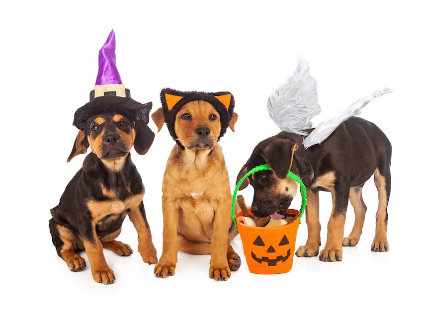 Halloween and Firework Season