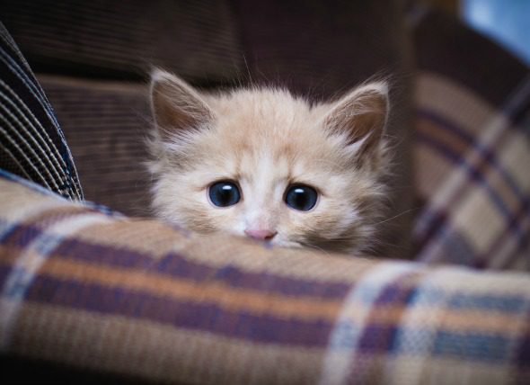 Keeping your pet calm during a thunderstorm