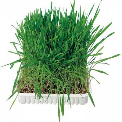 Trixie Grow Your Own Cat Seed 100g