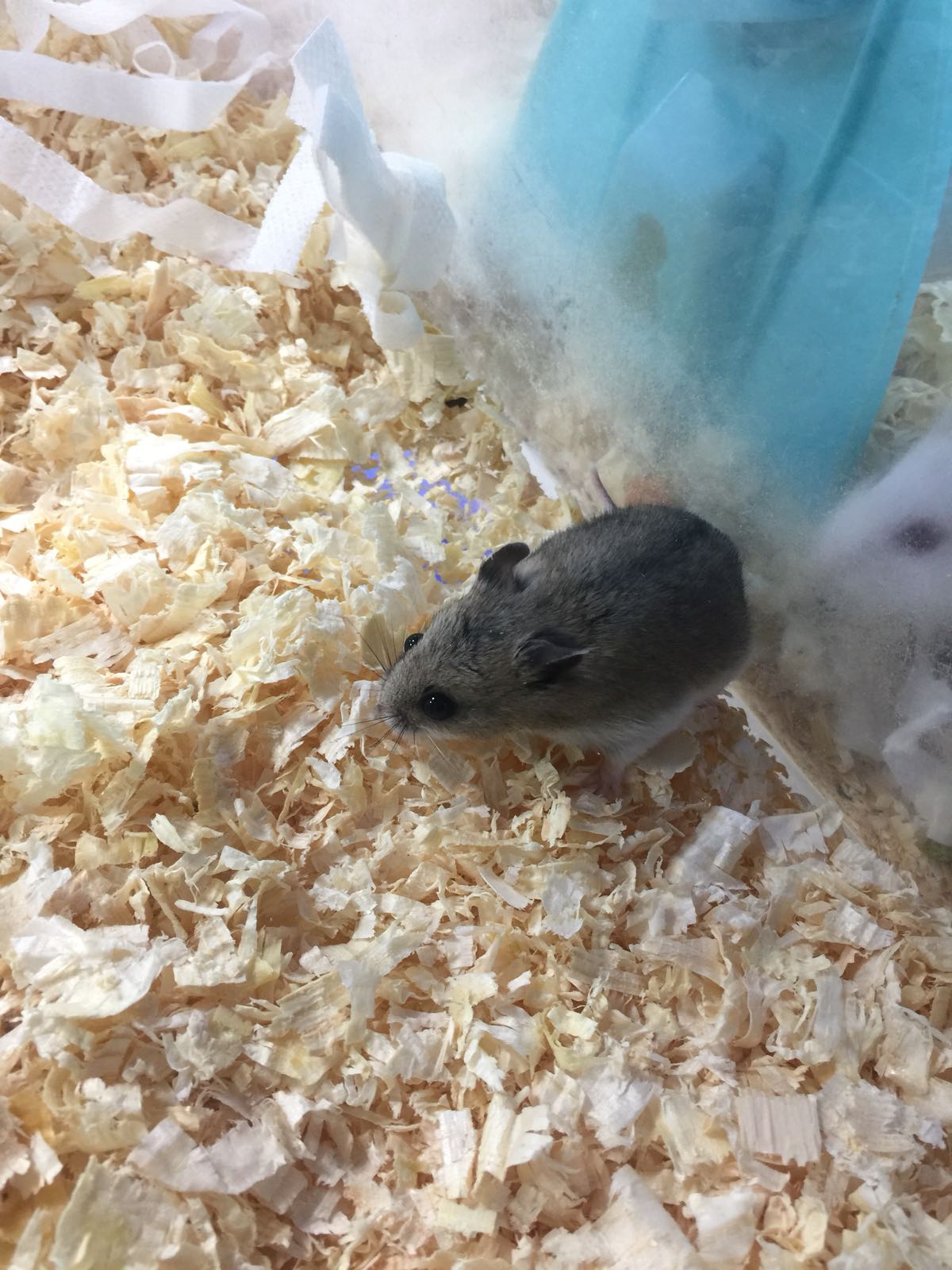 Unique Tips About How To Look After Chinese Hamsters Unfuture38 unique-tips-about-how-to-look-after-chinese-hamsters-unfuture38