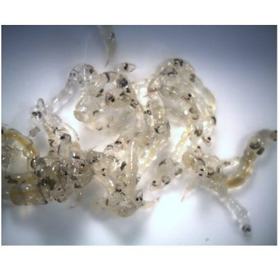 White Mosquito Glassworm 100ml