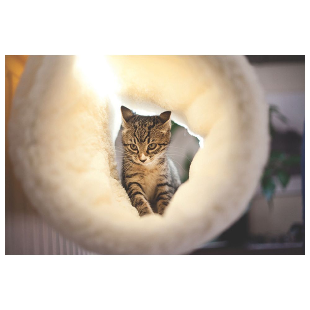 Rosewood Luxury Tunnel Cat Bed