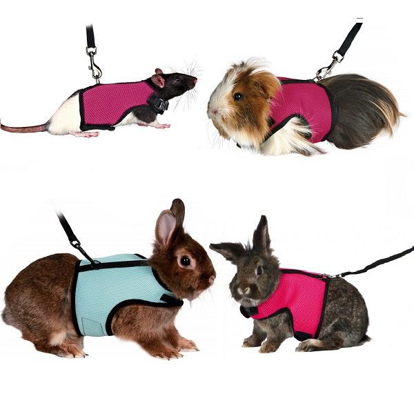 guinea pig leads harnesses