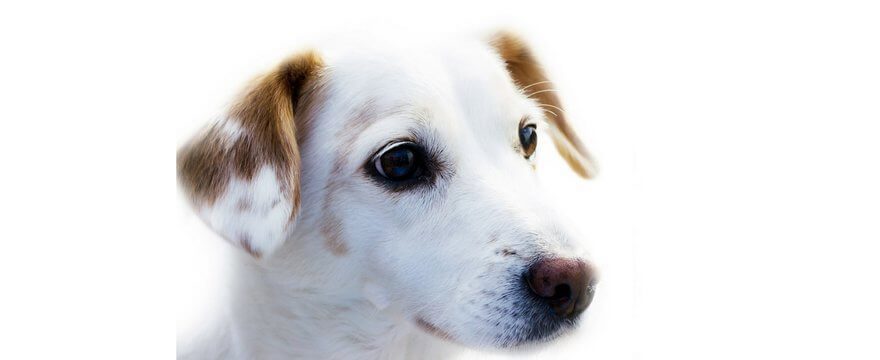 Puppy Caring Guide For Beginners