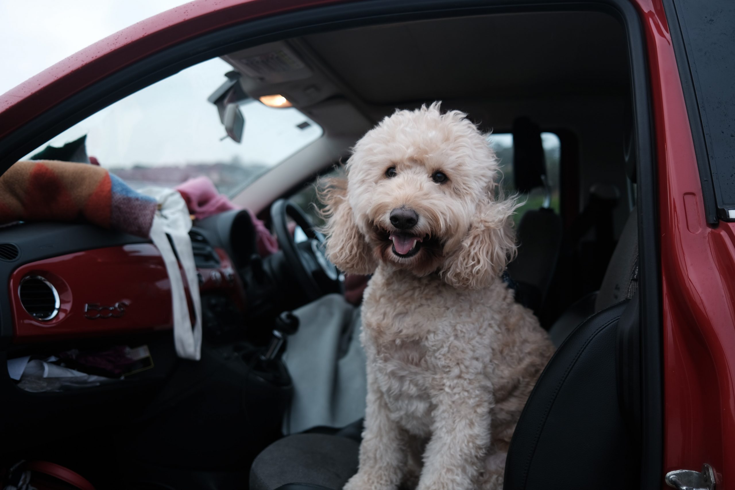 The Perfect Dog Travel Accessories
