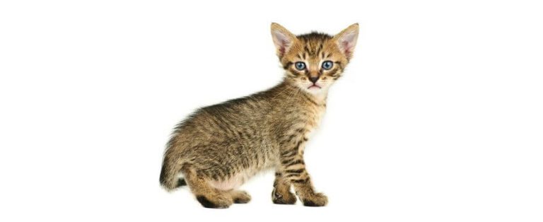 Kitten Caring Guide For Beginners