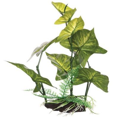 Fluval Anubias Gracilis Plant 22cm