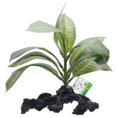 Fluval Stemped Anubias Plant & Root 17cm