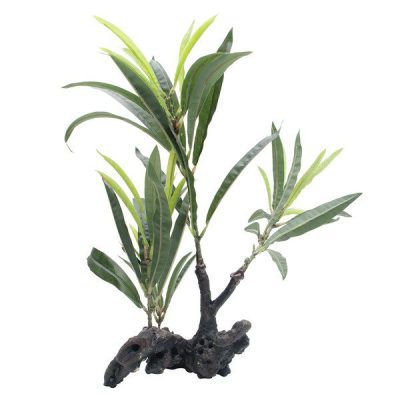 Fluval Willow Lf Hygrophila Root Plant 30cm