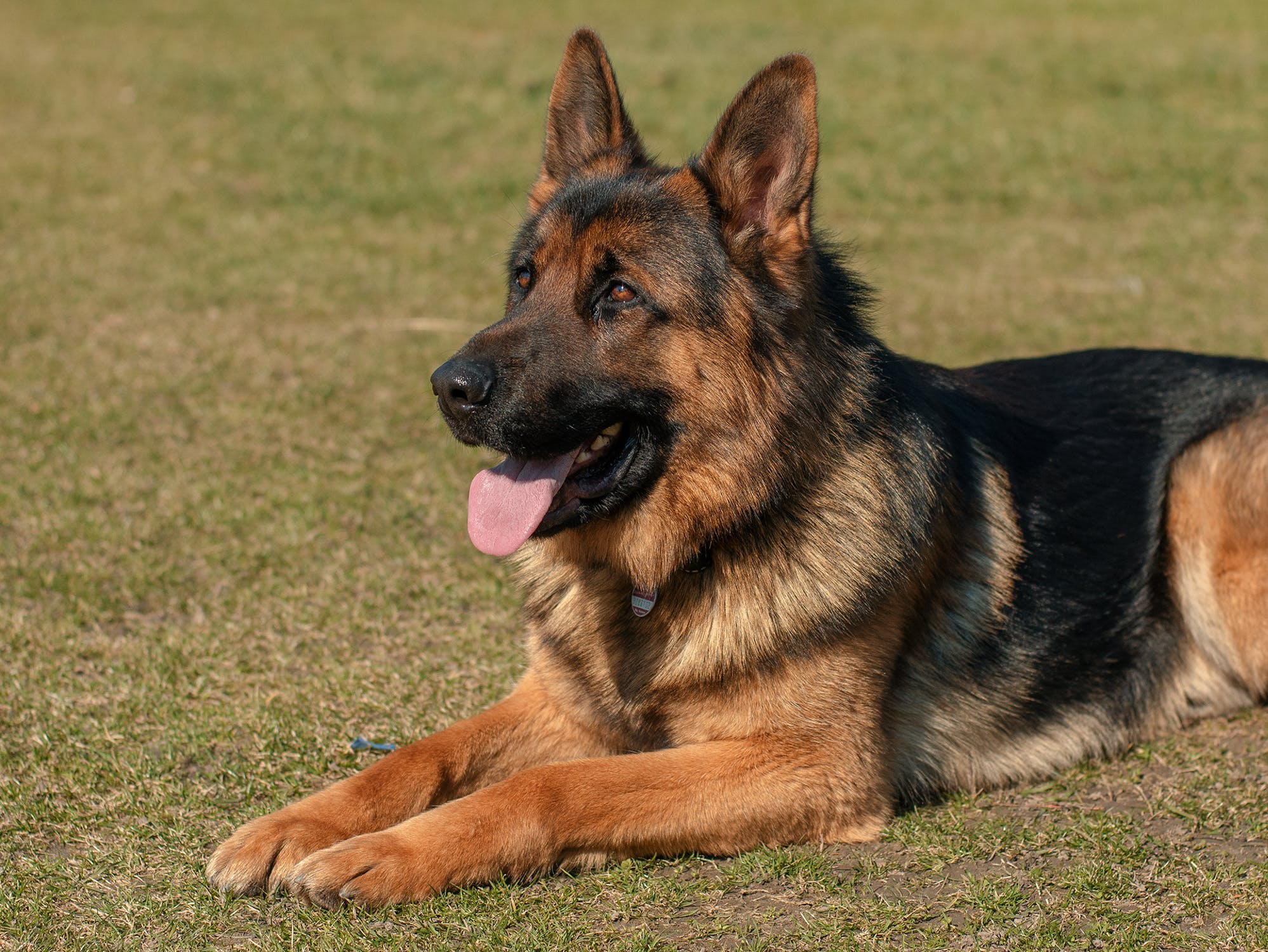 Dogs in the hot weather