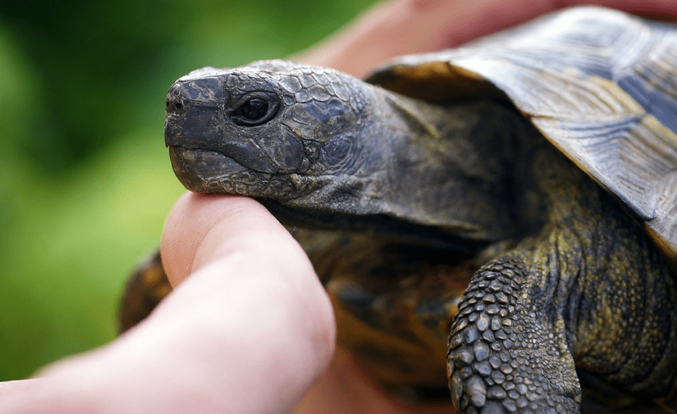 Tortoise Care Guide For Beginners
